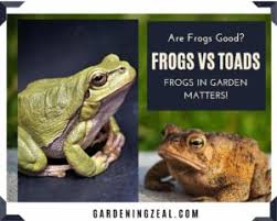 Maybe you would like to learn more about one of these? Frogs In Garden Are Frogs In Garden Good Or Bad Gardening Zeal