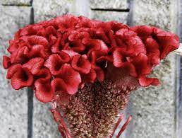 Celosia Flower Information Celosia Cut Flower Flower Shop Network