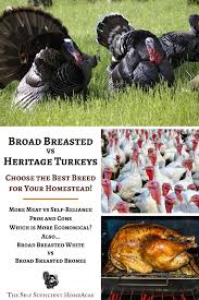 Heritage turkey production research analysis. Broad Breasted Vs Heritage What S The Best Turkey For Your Homestead The Self Sufficient Homeacre