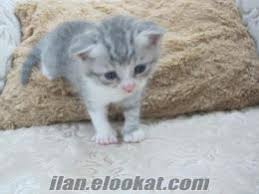 Antalya British Shorthair Silver Shaded 1 Aylik Yavru Erkek