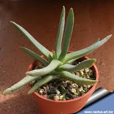 Image result for Hereroa glenensis