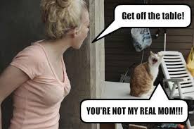 Get Off The Table Cat Short Jokes Funny Funny Photos Real Mom