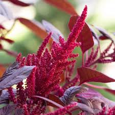 Image result for Amaranthus cruentus