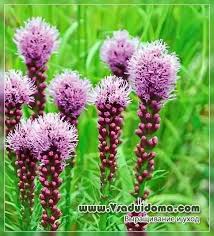 Maybe you would like to learn more about one of these? Liatris Photo Planting And Caring For A Flower Site About The Garden Cottage And Houseplants