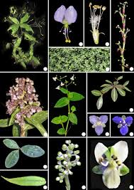 Image result for Aneilema