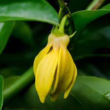 Image result for Cananga