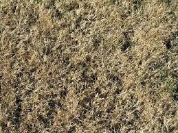 The basic maintenance for zoysia lawns will be dependant upon soil fertility, rainfall, full sun or shadier area, grown north or south. 2
