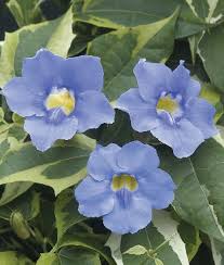 Image result for Thunbergia vogeliana