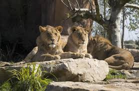 C'est ainsi qu'en 2017, le zooparc de beauval devient le premier parc français. Package Hotel Et Zoo De Beauval Profitez De Notre Hotel A Joue Les Tours