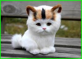 Bayi kucing memang merupakan salah satu makhluk yang terlihat paling murni, innocent, dan imut di dunia ini. Gambar Kucing Lucu Dan Imut Terbaru