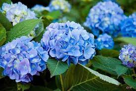 Endless Summer Original Hydrangea Plant 3 Gallon Etsy In 2021 Planting Hydrangeas Hydrangea Care Growing Hydrangeas