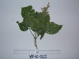 Image result for Toddalia crenulata