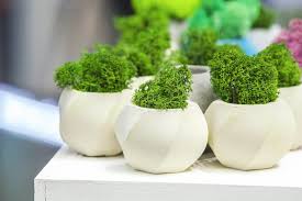 It doesn't need fertilizer or much water to grow and it's great for water filtration and erosion control. Growing Moss Indoors How To Grow Moss At Home Moss Plant