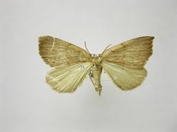 The data is only saved locally (on your computer) and never transferred to us. Sestra Moth Wikipedia