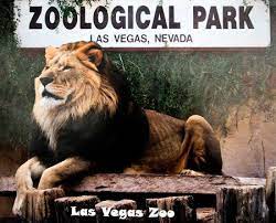 Las Vegas Zoo Dieren Foto Tijger