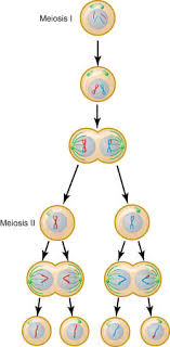 We did not find results for: Meiosis Definition Of Meiosis By Medical Dictionary