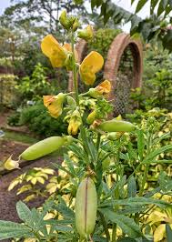 Image result for Crotalaria barkae