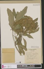 Image result for Brachyachne patentiflora