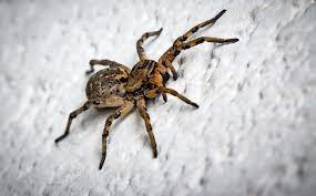 A spider bite may take on different forms, but it always appears as a puncture wound at first. Spiritual Meaning Of Spiders In House