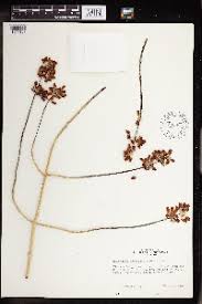 Image result for Kalanchoe hametiorum