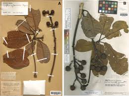 Image result for Neocussonia umbellifera