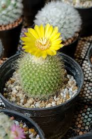 Cactus are native to the americas, from patagonia to the desert regions of north america. 15 Of The Best Types Of Cactus Different Types Of Indoor Cactus Plants And Flowers