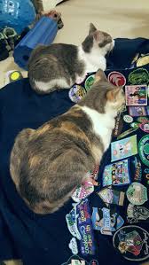How much space does it take up in your home? Cats And Badges Girl Scout With A Cause