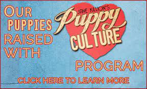 For puppy owners it goes over the critical socialization we are proud puppy culture breeders, even though for many years we have utilized ens, rules of 7's and enrichment activities we where so glad. Puppy Culture Avidog Galody Gundogs