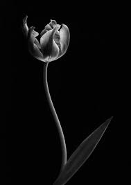 Sign Up Tumblr Black Background Wallpaper Still Life Flowers Black And White Flowers