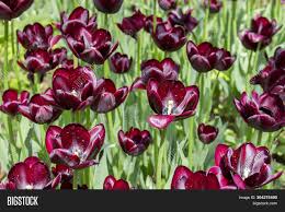 This lovely perennial can easily be grown in containers in part to full sun. Burgundy Dark Red Wine Image Photo Free Trial Bigstock