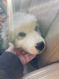 Wheatland pets rehoming or lost and found