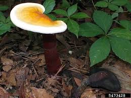Image result for Ganoderma curtisii