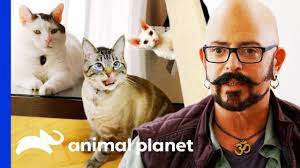 Pin On Cats