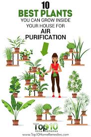 We did not find results for: 10 Best Plants You Can Grow Indoors For Air Purification Top 10 Home Remedies Cool Plants Plants House Plants Indoor