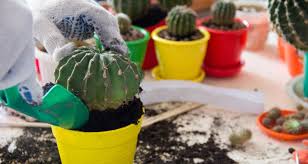 Regular potting soil holds too much moisture for a cactus. How To Grow Cacti Indoors My Garden Life