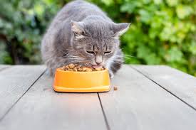 Discover the Best Cat Food for Your Feline Companion | FurVilla Pet Store
