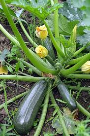Wann sollen zucchini geerntet werden? Zucchini Wikipedia