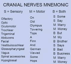 The cranial nerves are 12 pairs of nerves that can be seen on the ventral (bottom) surface of the brain. Acronym For 12 Cranial Nerves Google Search Physicalscience Physical Science Cheat Sheet Cranial Nerves Mnemonic Cranial Nerves Nursing School Tips