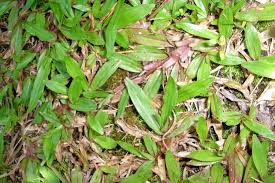 Image result for Axonopus