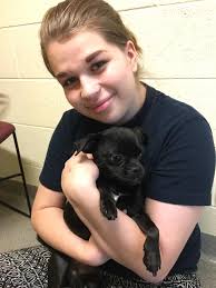 Pugzu puppies for sale