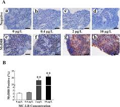 (2) reprezinta functii in domeniul. Waterborne Microcystin Lr Exposure Induced Chronic Inflammatory Response Via Myd88 Dependent Toll Like Receptor Signaling Pathway In Male Zebrafish Sciencedirect