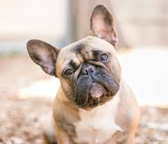Cao De Pequeno Porte De Origem Mexicana Bulldog Frances Caracteristicas Personalidade E Cuidados Saiba Tudo Sobre A Raca 30 Fotos