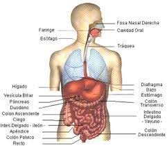 Resultado De Imagen Para Todos Los Organos Del Cuerpo Humano Y Sus Funciones Organos Del Cuerpo Humano Cuerpo Humano Anatomia Anatomia Del Cuerpo