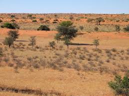 Image result for Acacia luederitzii