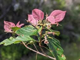 Image result for Rubiaceae