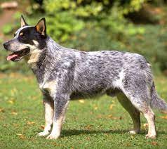 The Blue Heeler Dog Queensland Heeler Or Australian Cattle Dog