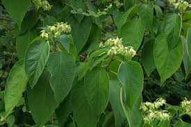 Image result for Clerodendrum toxicarium