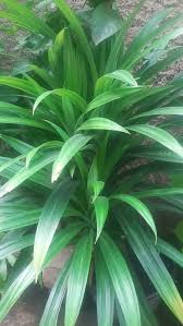 Image result for Pandanaceae