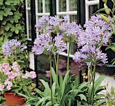 Image result for Agapanthus africanus