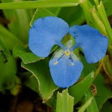 Image result for Commelina nyasensis